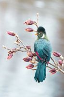 Toerako in de magnolia