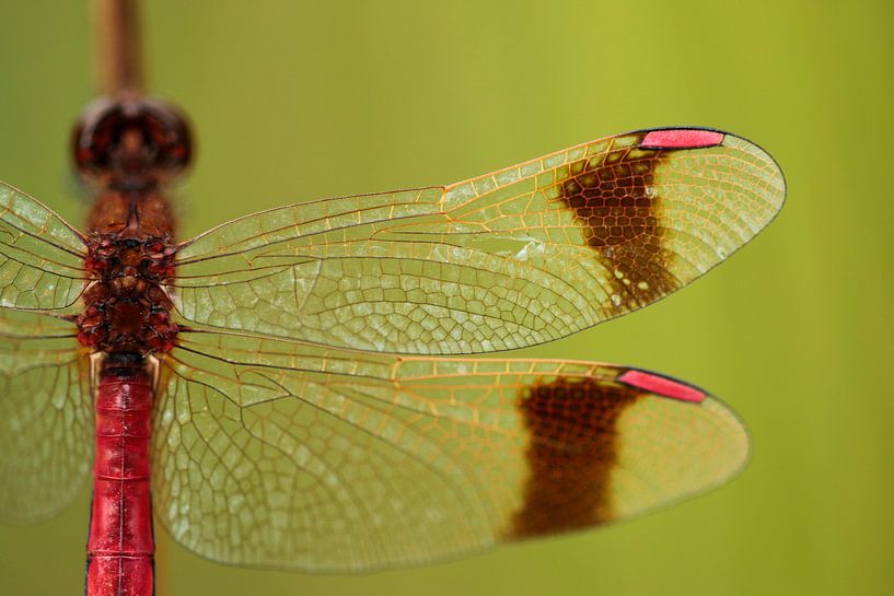 Tyre heigthibel by Jan-Freerk Kloen