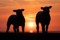 Lämmer bei Sonnenuntergang am Deich