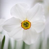 White daffodil