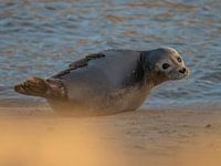 Gewone zeehond - Uitwatering Katwijk aan Zee
