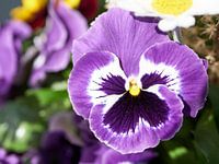 Purple pansies