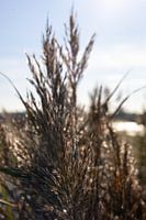 Gouden glans in het helmgras op het strand van Breskens