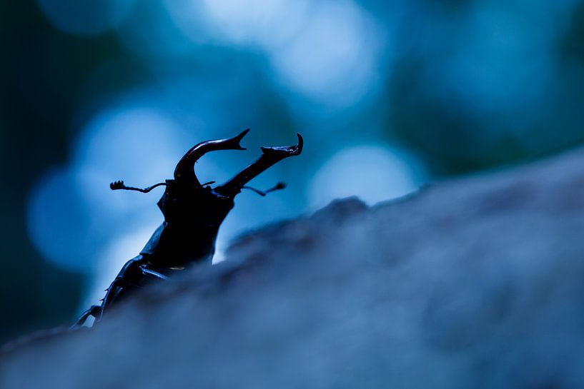 Einzelkämpfer von Pim Leijen