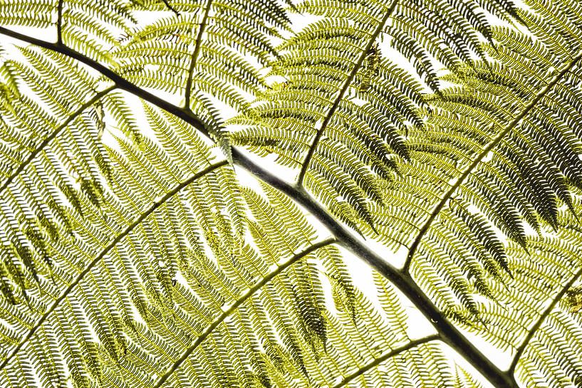 Lumière filtrée en forme de feuille de fougère avec motif graphique par Femke Ketelaar