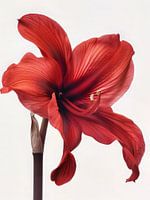 Amaryllis 4