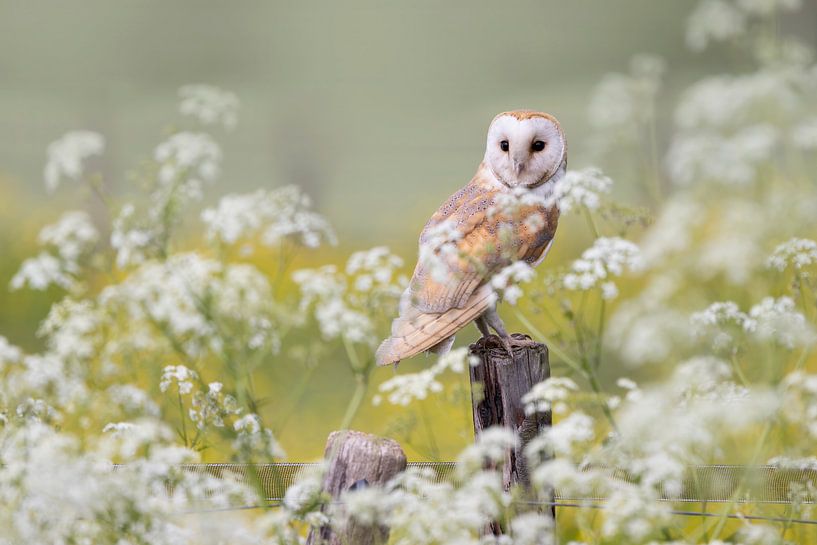 Schleiereule inmitten der Blumen von Ina Hendriks-Schaafsma