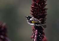 New Holland Honey Eater in Tasmanien