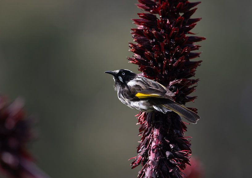 New Holland Honey Eater in Tasmania by Patrick Schwarzbach
