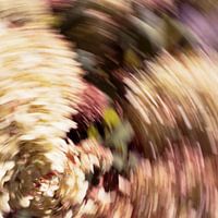 Das Licht der Hortensie Nr. 1 malen