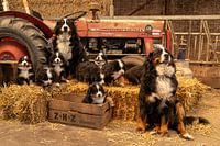 Berner Sennenhunde mit Welpen