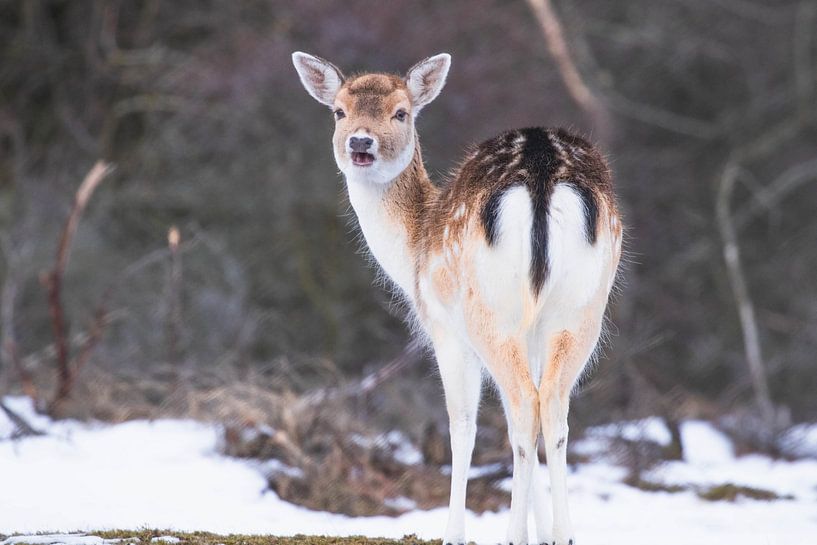Jeunes daims dans la neige par Anne Zwagers