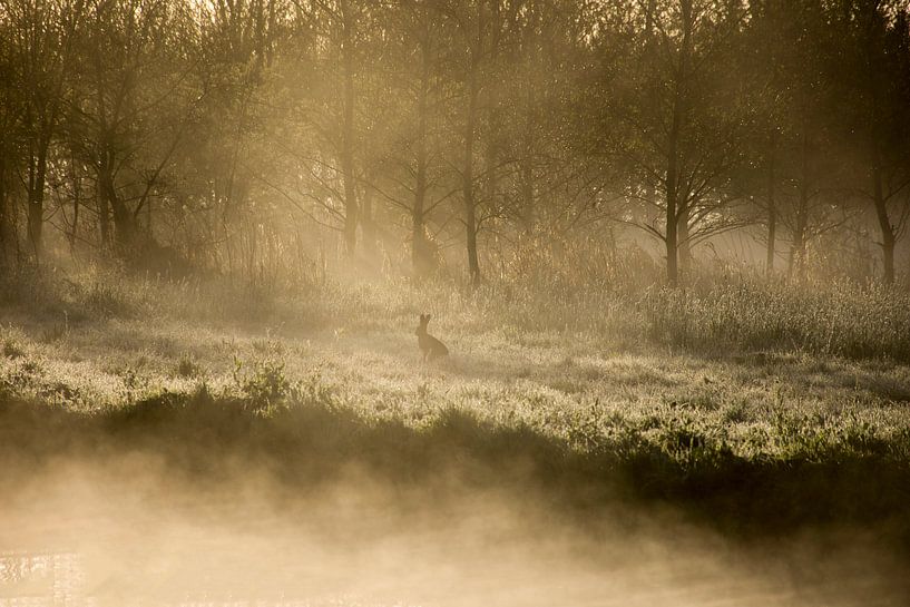 Hase im Morgenlicht von Charlene van Koesveld