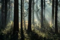 mystischer Pinienwald