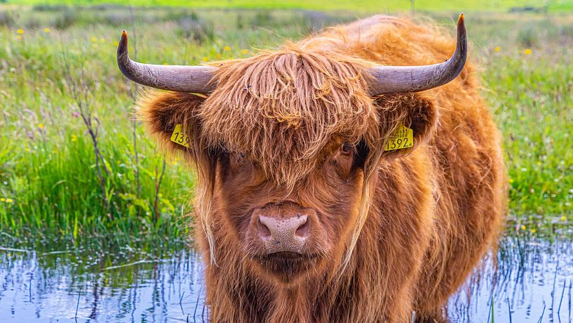 Schottischer Hochlandbewohner in Kop van Noord-Holland von Jessica Lokker