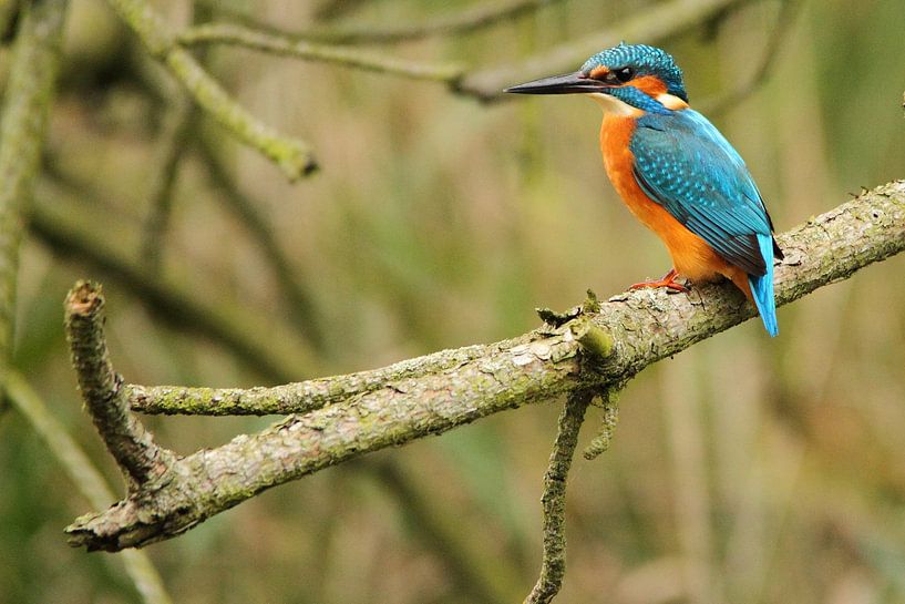 IJsvogel jaagt op vis by Arnold van der Horst