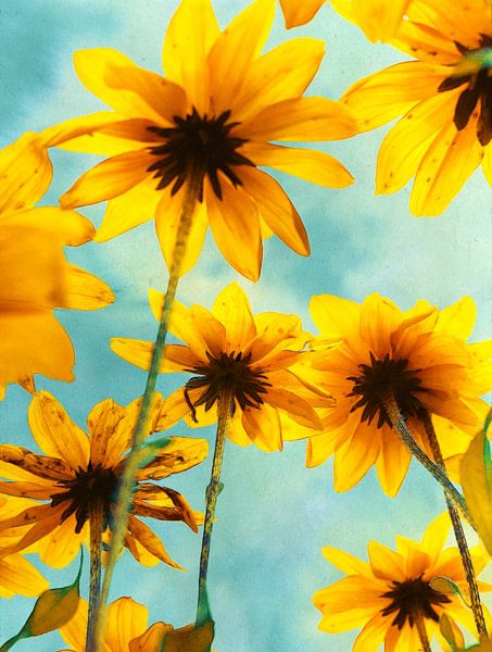 Ombrelles par Aimelle ML