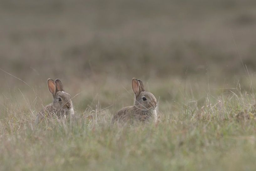 Young bunnies venture outside their burrow on the moors by Eric Wander