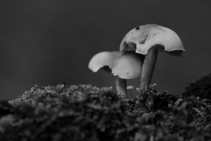 Trois champignons en noir et blanc par Gerard de Zwaan