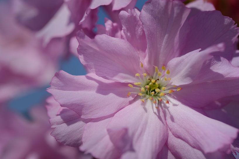 Pink cherry blossom by Ulrike Leone