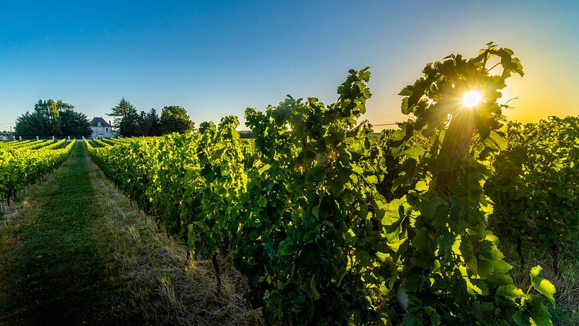 Bordeaux von Lex van Lieshout