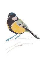 Illustration de la grande mésange