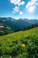 Troll flowers in Kleinwalsertal