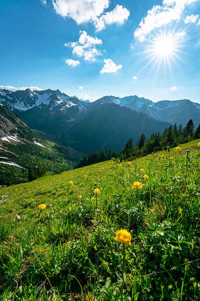 Troll flowers in Kleinwalsertal by Leo Schindzielorz