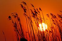 Zonsondergang & riet 2
