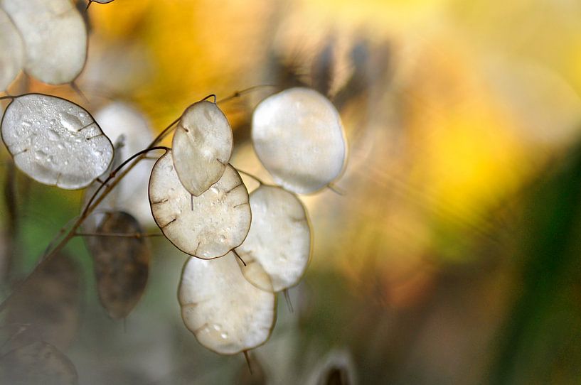 Judaspenning von Corinne Welp