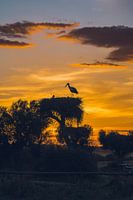 Sonnenuntergang Cigüeña