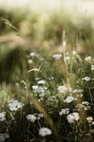 Zomer op het Veluwse platteland