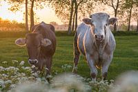 Kuh und Stier in der Brugse Ommeland (Damme, Belgien) bei Sonnenuntergang