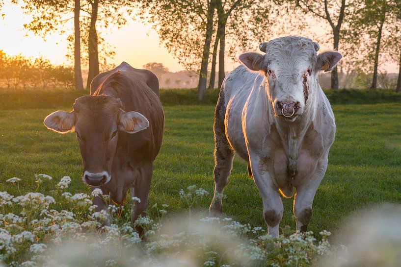 Kuh und Stier in der Brugse Ommeland (Damme, Belgien) bei Sonnenuntergang von Nele Mispelon