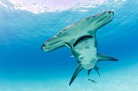 Sourire en forme de marteau