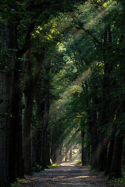 Ein schöner Waldweg, viel Sonne (Jakobsleiter). von Rob Smit