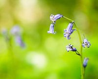 La jacinthe d'eau dans les Hallerbos