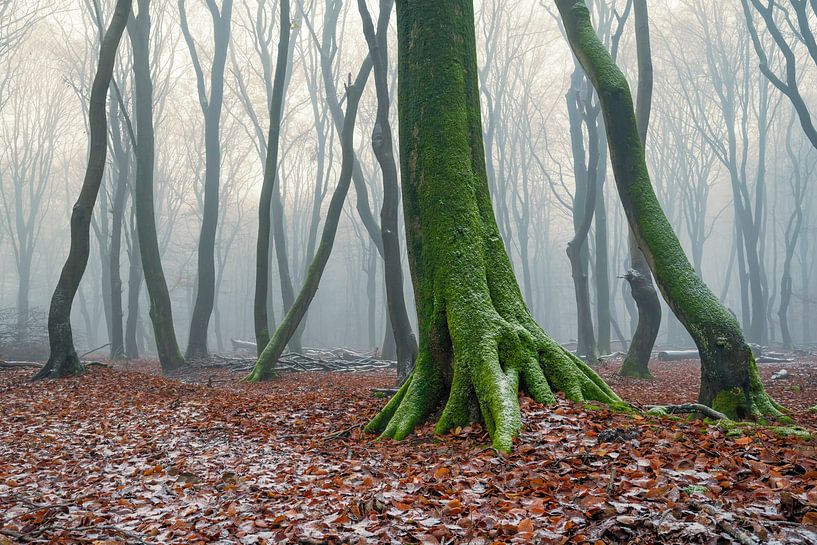 Forêt brumeuse lors d'une journée d'hiver brumeuse et légèrement enneigée par Sjoerd van der Wal Photographie
