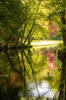 Flusslandschaft mit einem Wasservogel