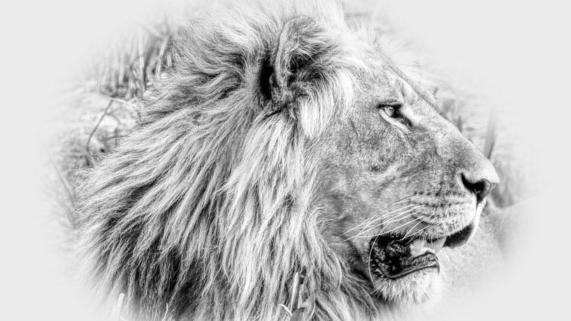 Portrait de lion par Eric Nagel