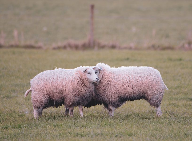 campagne partie 15 par Tania Perneel