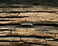 Weathered tree bark of a bog oak from a glacial lake