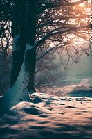 Verträumter Winter ❄️