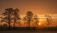Winter Tree Sunrise