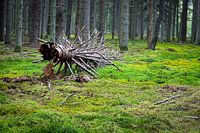 Gefallener Waldriese inmitten eines Moosteppichs.