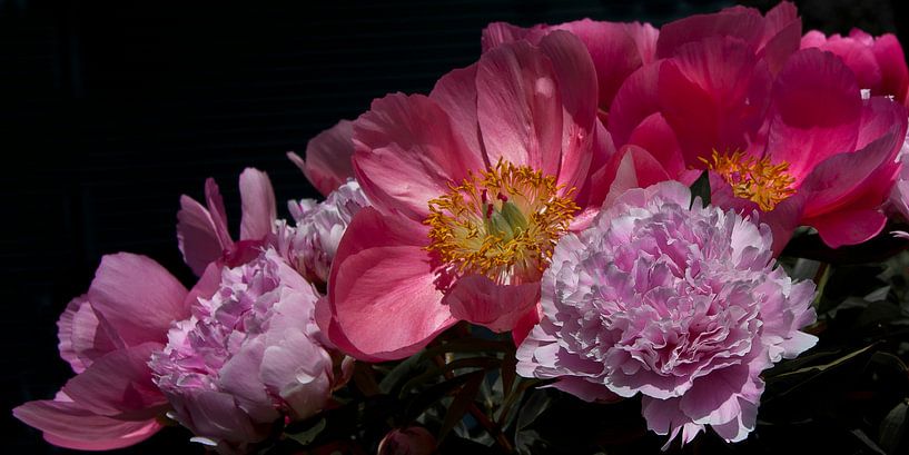 bont boeket pioenrozen by arjan doornbos