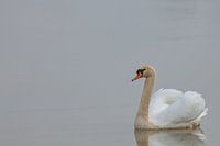 Mute swan on the water