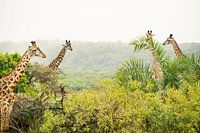 Hoch über der Wildnis