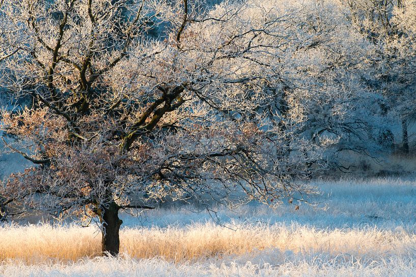 Reif am Baum von Luuk Belgers