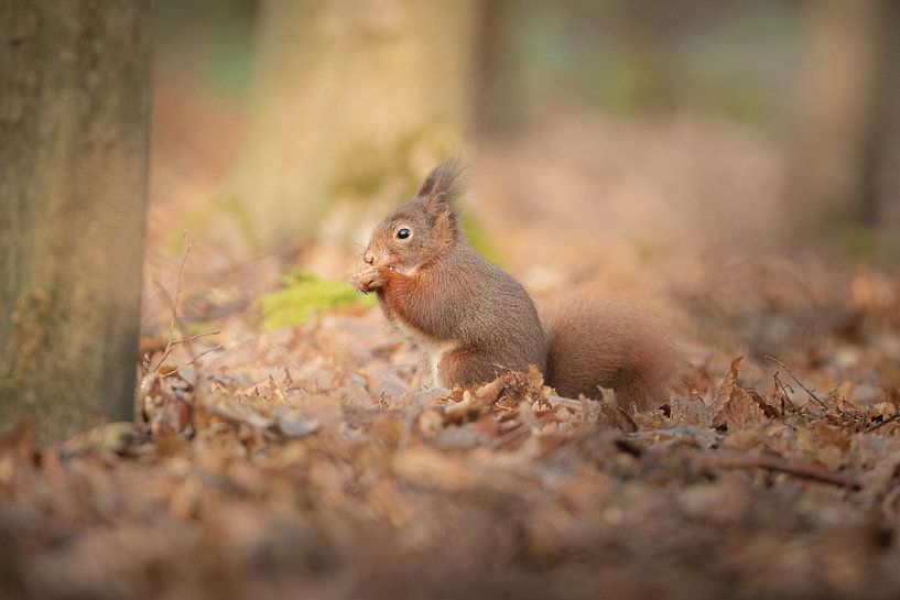 Eichhörnchen auf dem Boden von Lisa Dumon